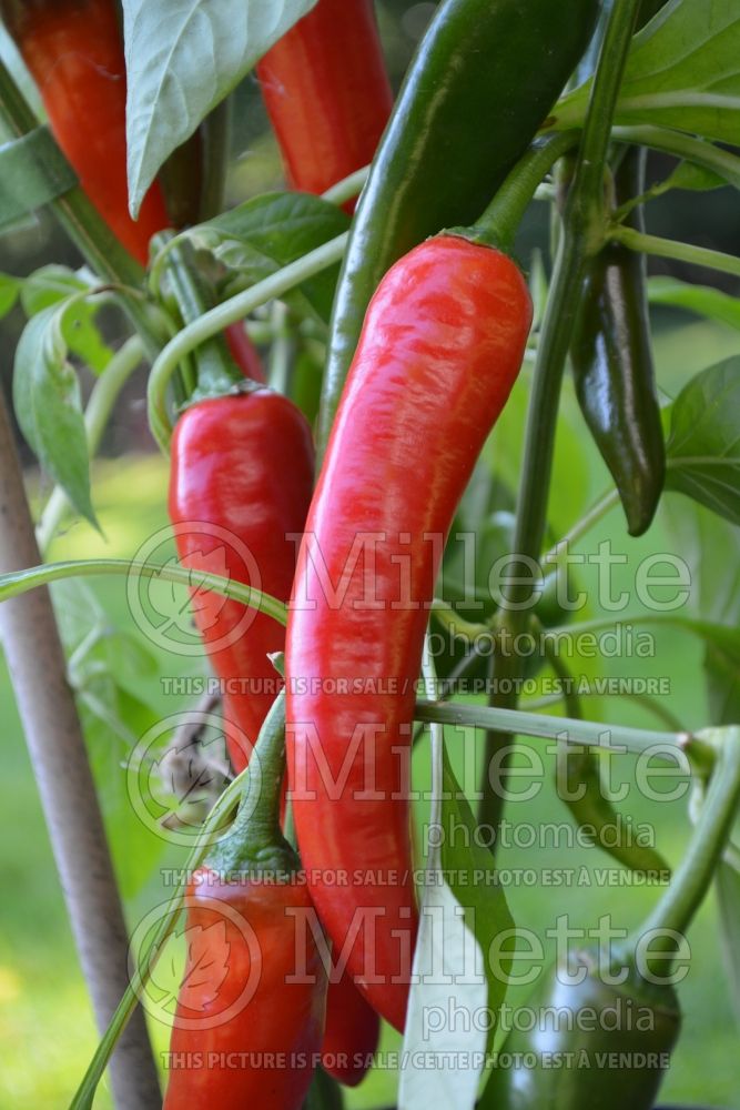 Capsicum Italianelle Sweet Frying (pepper vegetable – poivron piment) 1 