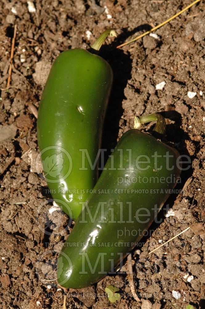 Capsicum Jalapeno (pepper vegetable – poivron piment) 1