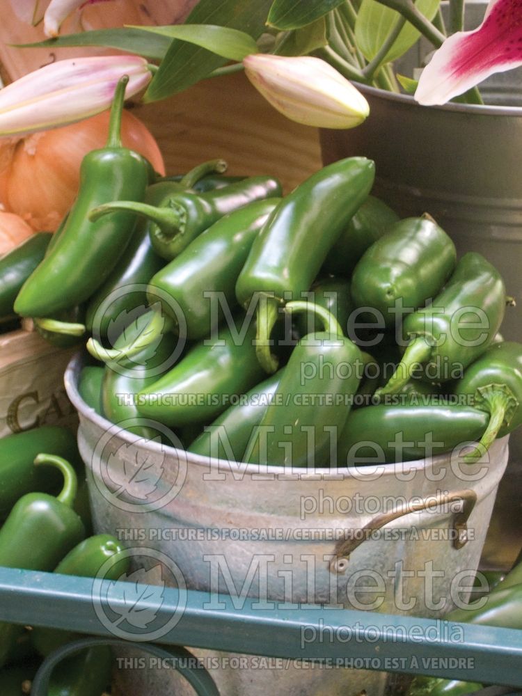 Capsicum Jalapeno (pepper vegetable – poivron piment) 2