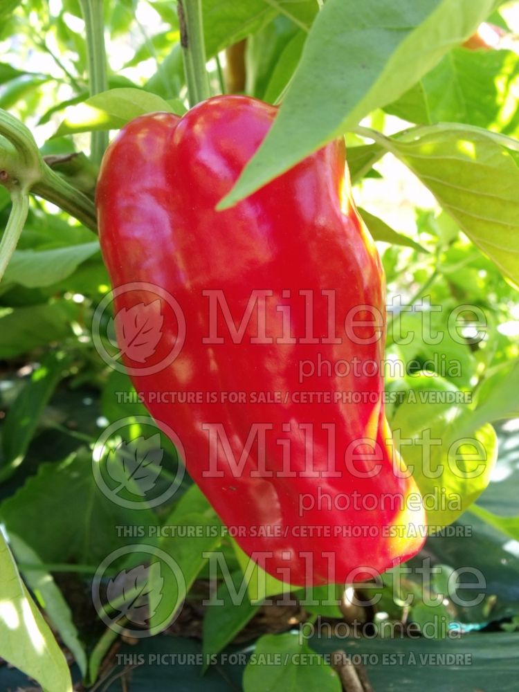 Capsicum King of the North (pepper vegetable – poivron piment) 1 