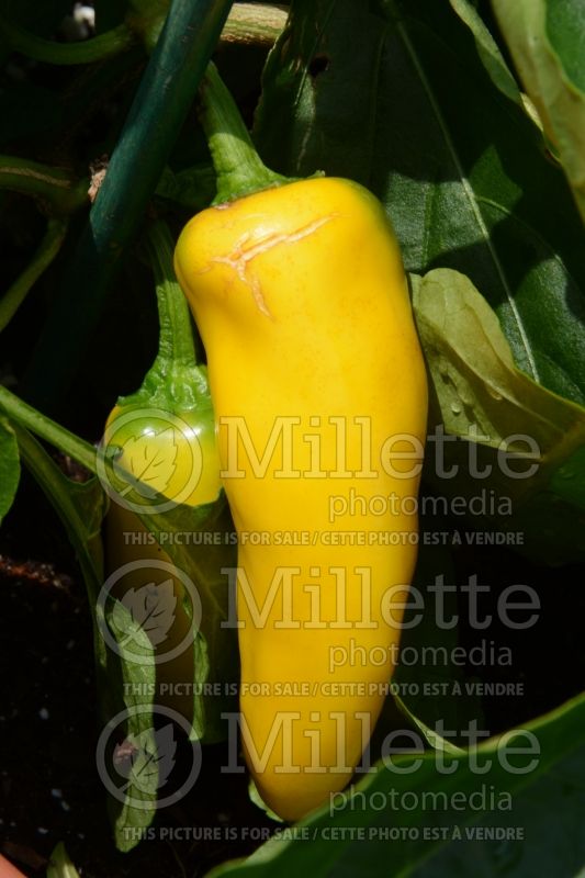 Capsicum Lemon Dream (pepper vegetable – poivron piment) 1