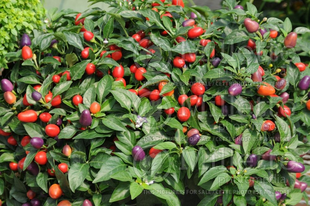 Capsicum Loco (pepper vegetable – poivron piment) 1 