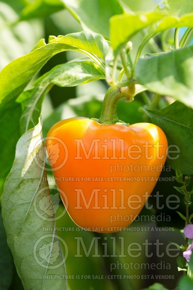 Capsicum Mama Mia Giallo (pepper vegetable – poivron piment) 1 