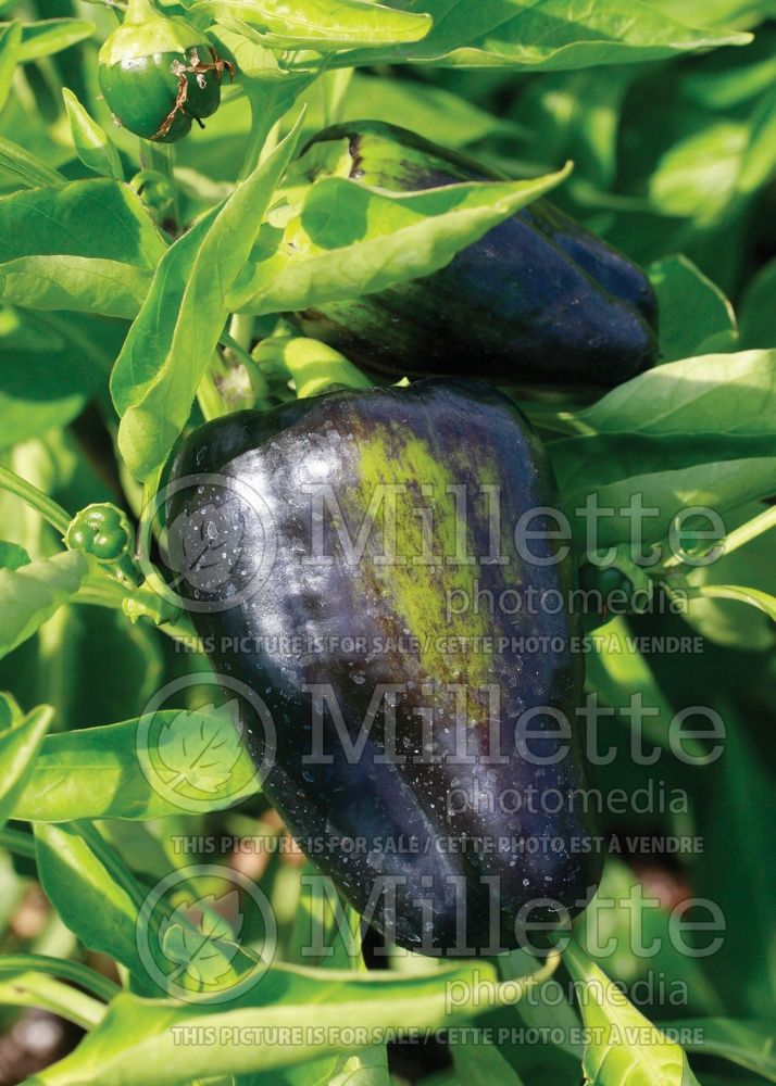 Capsicum Mavras (pepper vegetable – poivron piment) 1
