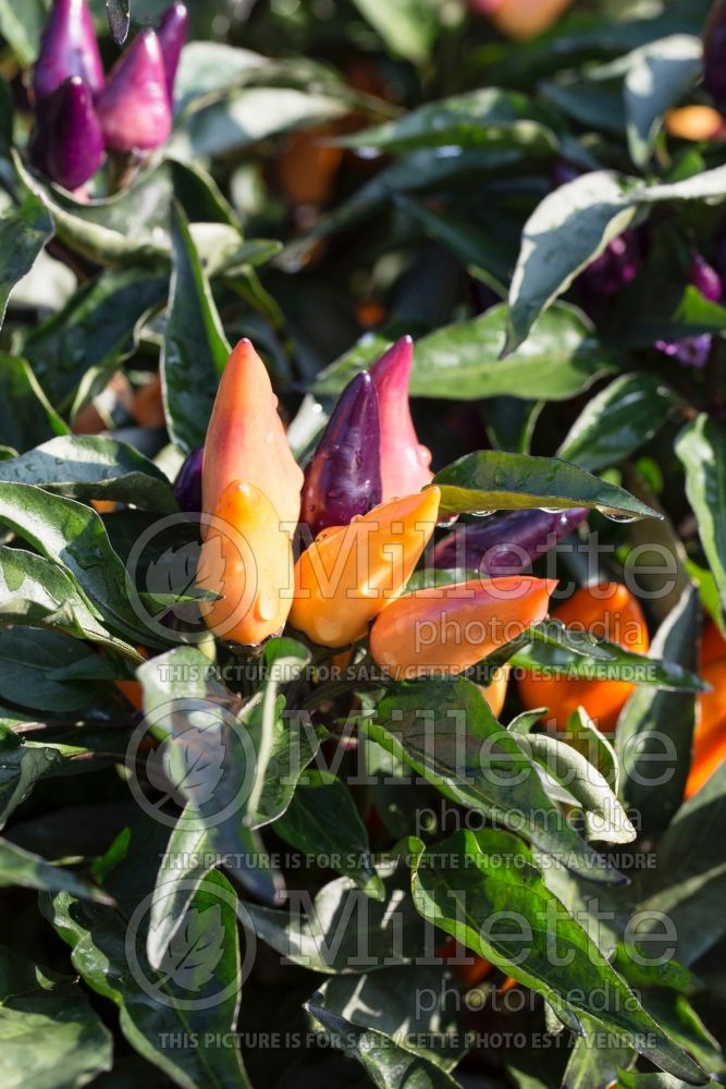 Capsicum Maya Mambo Purple or Orange (pepper vegetable – poivron piment) 1 