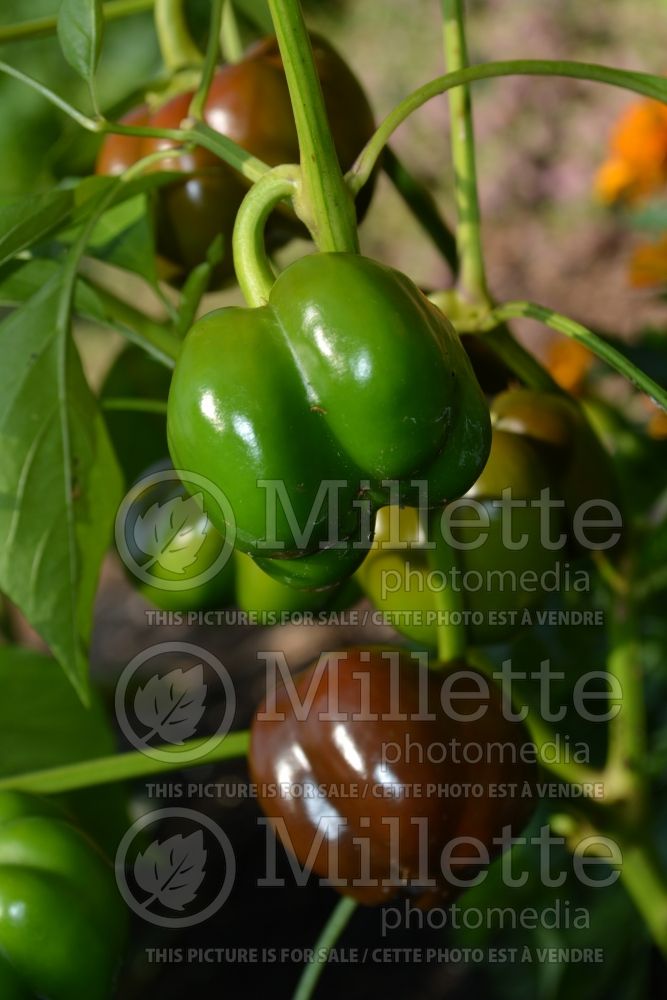 Capsicum Miniature Chocolate Bell (pepper vegetable – poivron piment) 1