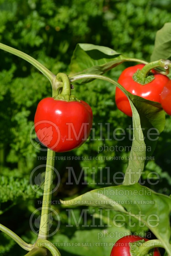 Capsicum Mini Bell Red (pepper vegetable – poivron piment) 1 