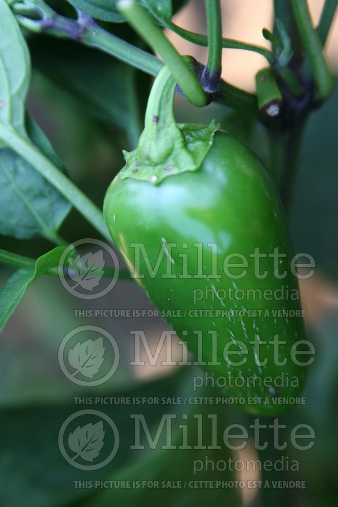 Capsicum Mucho Nacho (pepper vegetable – poivron piment) 1