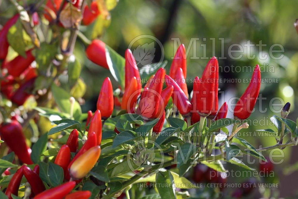 Capsicum NuMex Centennial (pepper vegetable – poivron piment) 1 