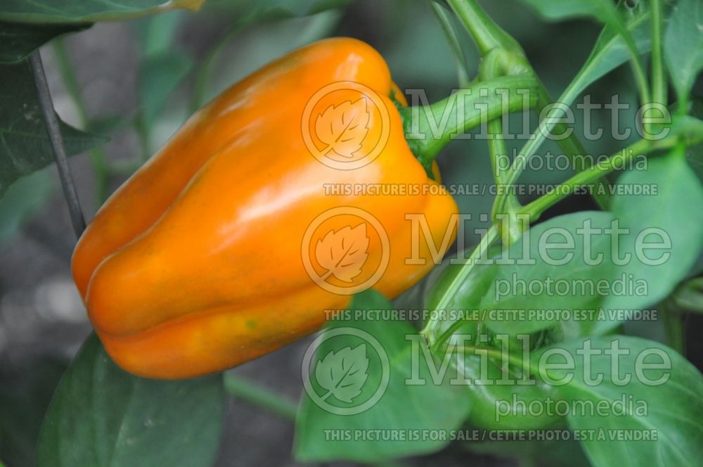 Capsicum Orange Blaze (pepper vegetable – poivron piment) 3