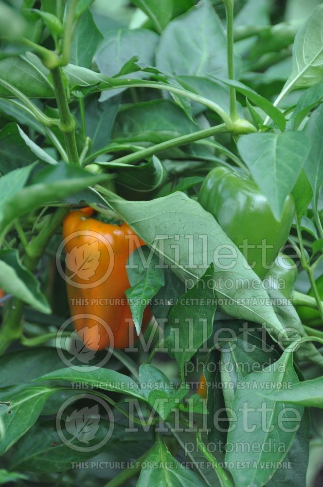 Capsicum Orange Blaze (pepper vegetable – poivron piment) 2