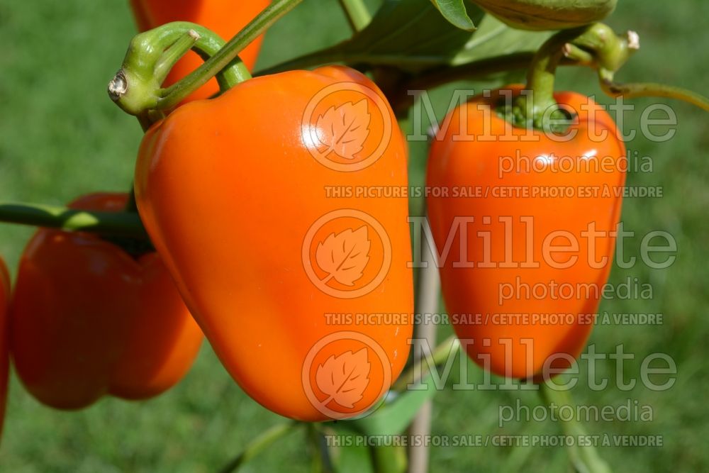 Capsicum Orange Blaze (pepper vegetable – poivron piment) 1