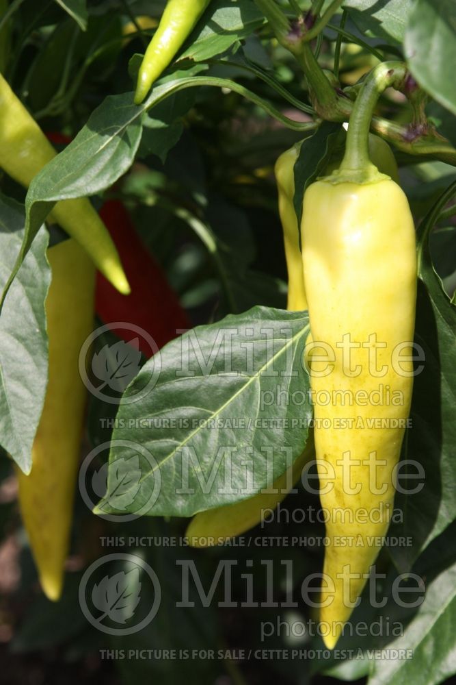 Capsicum Park's Sweet Banana Whopper ((pepper vegetable – poivron piment) 1