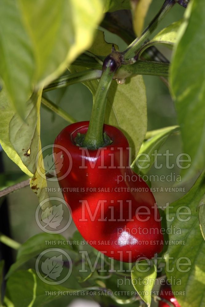 Capsicum Piment D' Espelette (pepper vegetable – poivron piment) 1