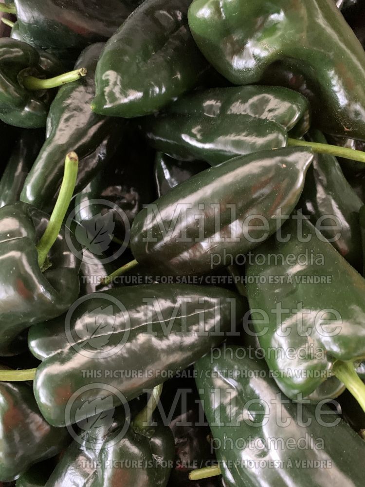 Capsicum Poblano (pepper vegetable – poivron piment) 1