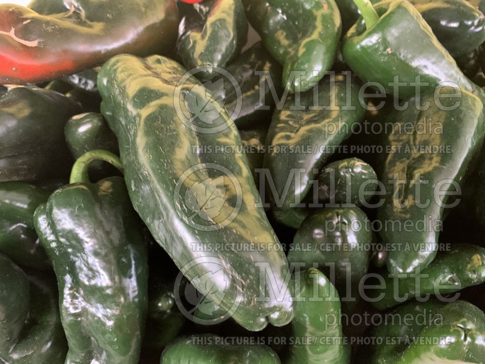 Capsicum Poblano (pepper vegetable – poivron piment) 3