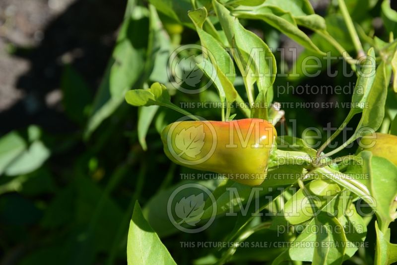 Capsicum Pretty N Sweet (pepper vegetable – poivron piment) 1