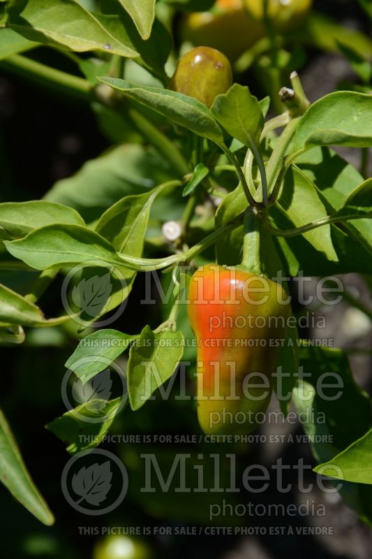 Capsicum Pretty N Sweet (pepper vegetable – poivron piment) 2