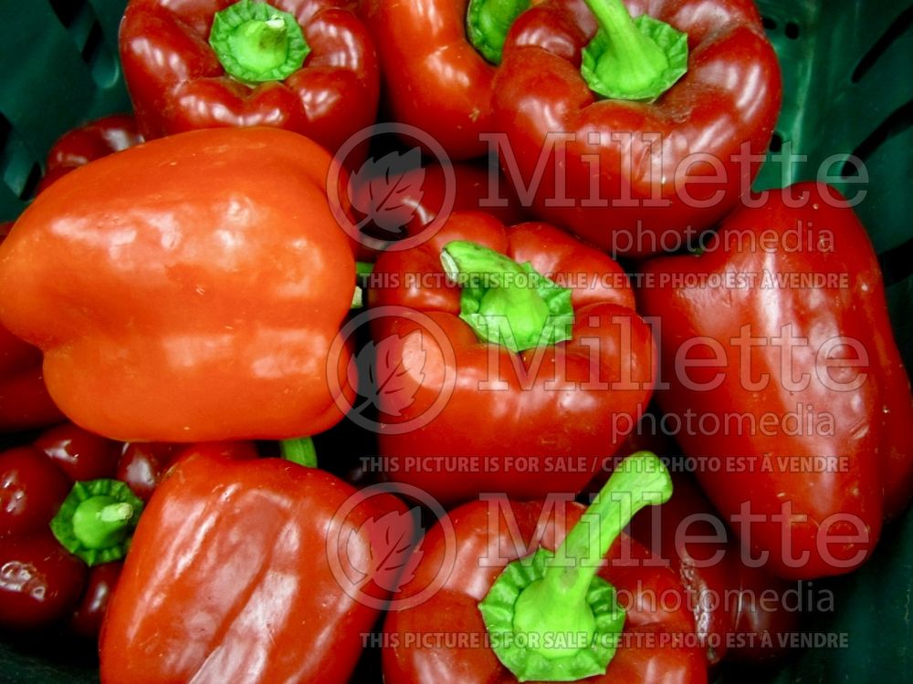 Capsicum annuum (pepper vegetable – poivron piment) 3 