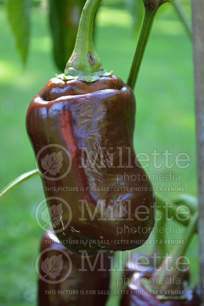 Capsicum Sweet Chocolate (pepper vegetable – poivron piment) 1 