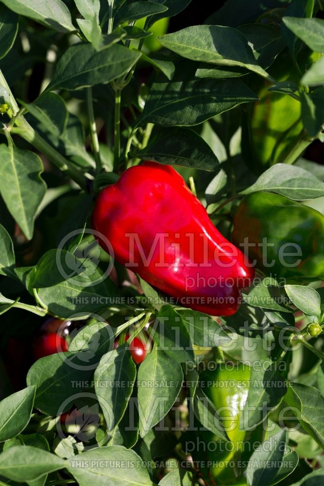 Capsicum Sweet Heat (pepper vegetable – poivron piment) 1 