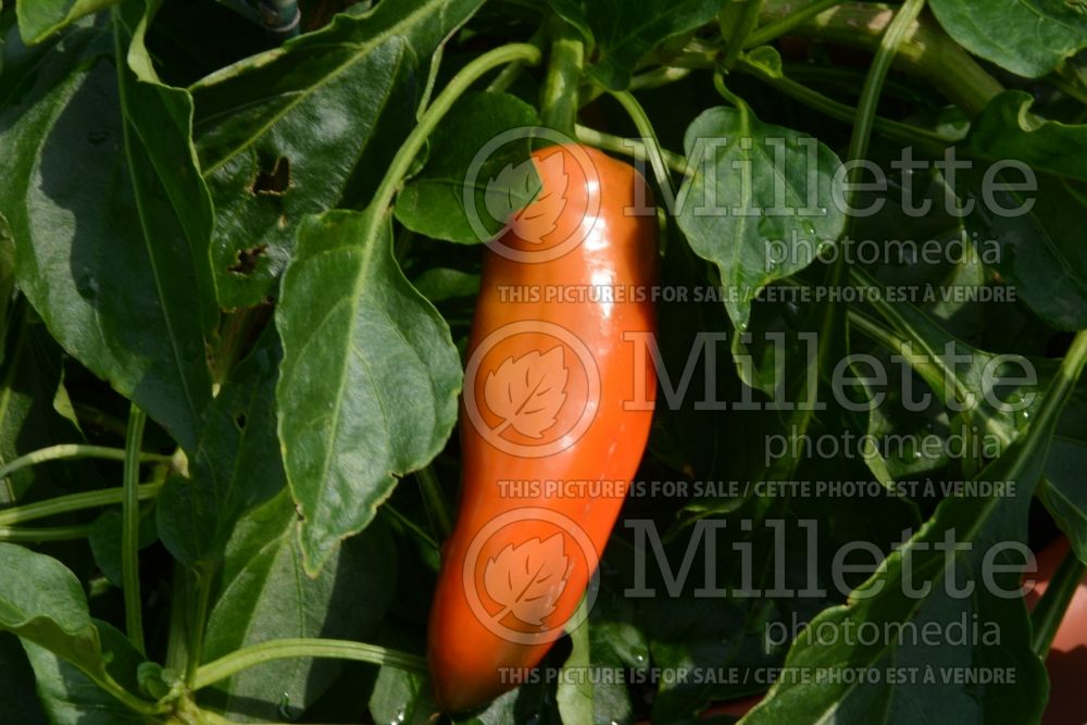 Capsicum Tangerine Dream (pepper vegetable – poivron piment) 1 