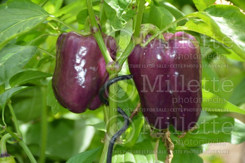 Capsicum Tequila aka Fluo Lilas (pepper vegetable – poivron piment) 1