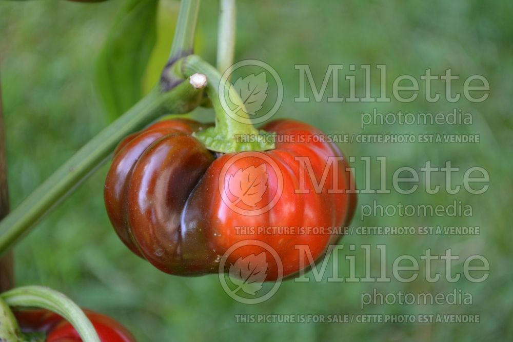 Capsicum Topepo Rosso (pepper vegetable – poivron piment) 1 