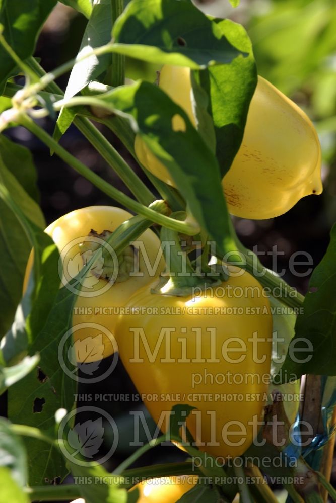 Capsicum White Bell (pepper vegetable – poivron piment) 1 