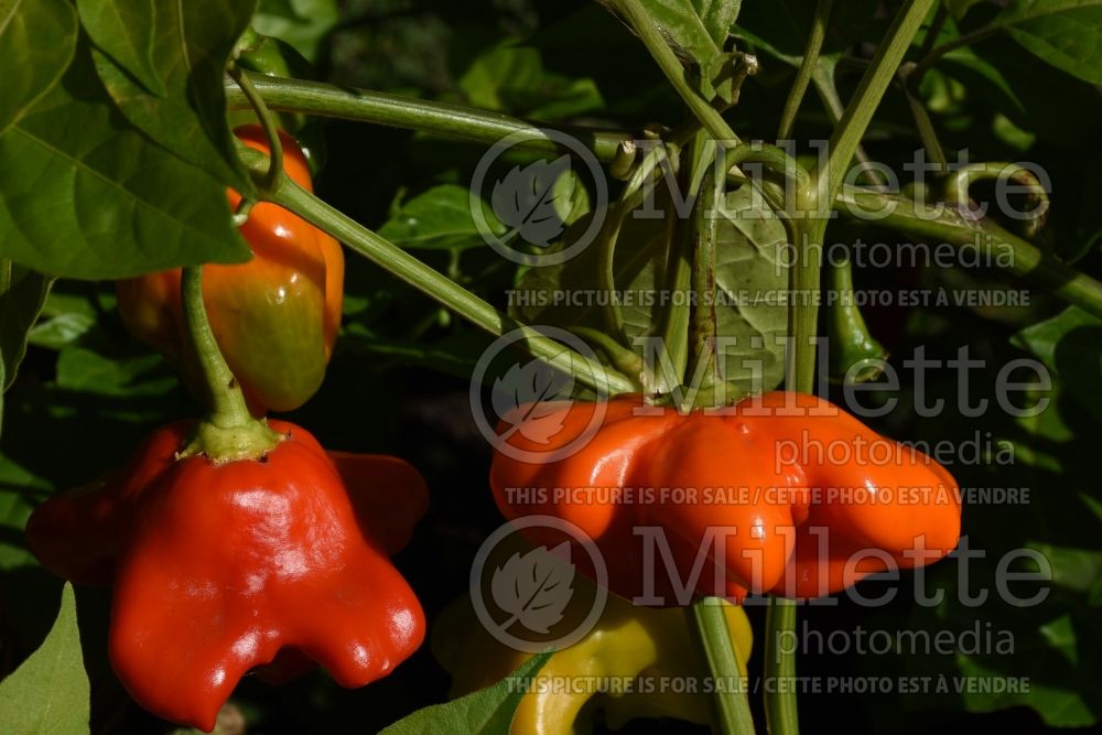 Capsicum Mad Hatter (pepper vegetable – poivron piment) 1 