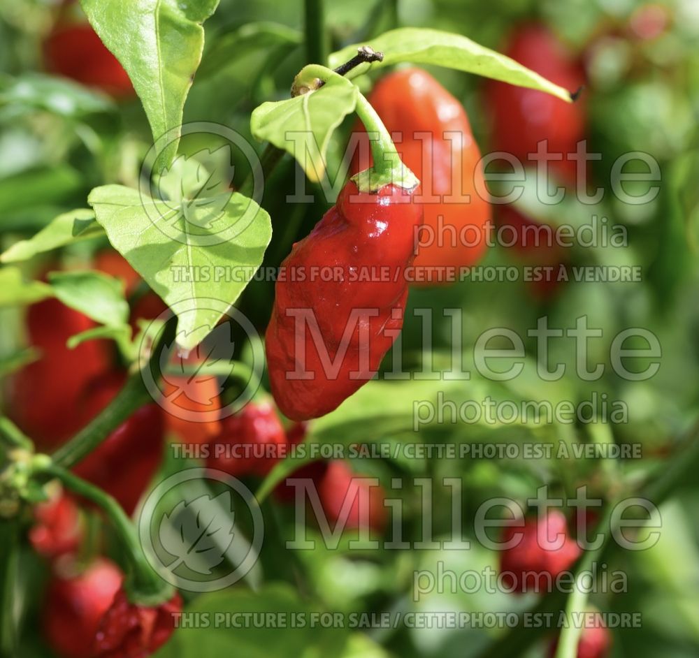 Capsicum hybrid - Ghost pepper (pepper vegetable – poivron piment) 7