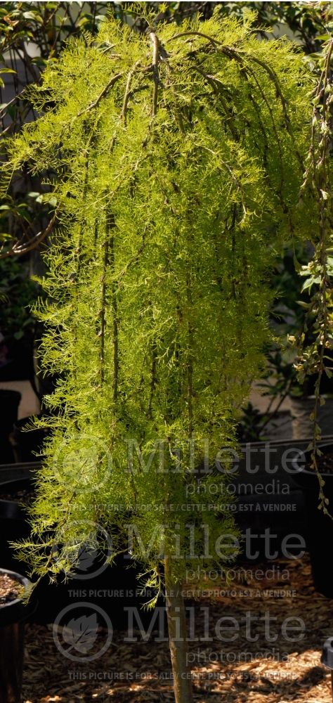 Caragana Walkeri (Weeping Siberian Peashrub) 1 