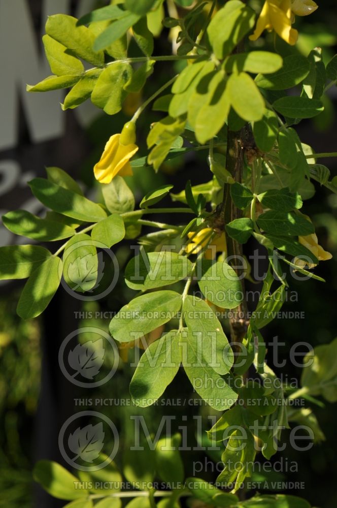 Caragana Pendula (Weeping Siberian Peashrub) 2 