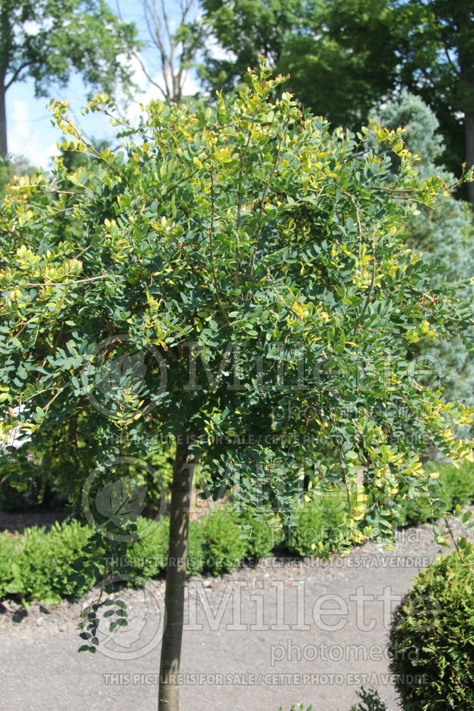 Caragana Pendula (Weeping Siberian Peashrub) 7 