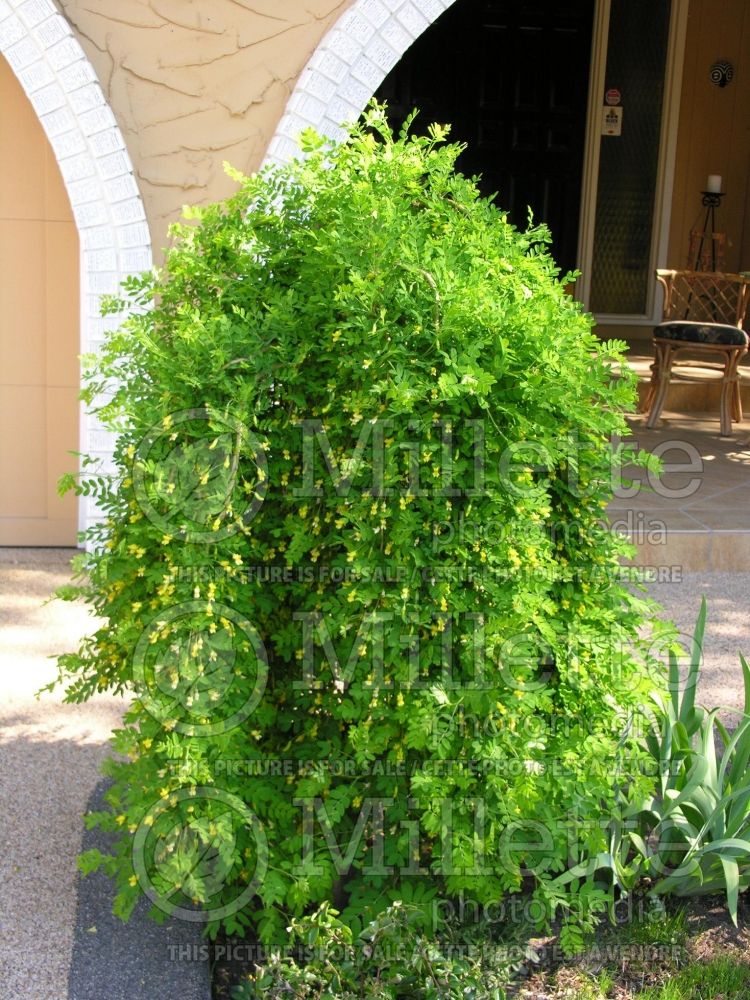 Caragana Pendula (Weeping Siberian Peashrub) 1 