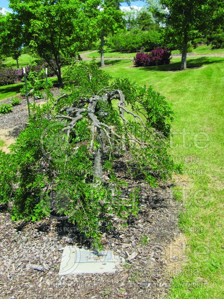 Caragana Pendula (Weeping Siberian Peashrub) 11 