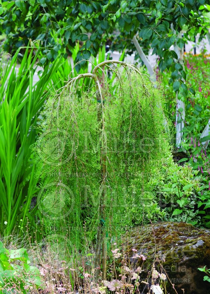 Caragana Pendula (Weeping Siberian Peashrub) 10 