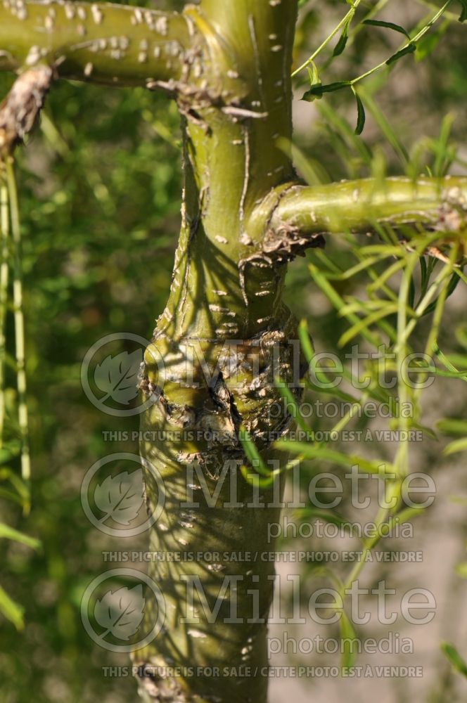 Caragana Walkeri (Weeping Siberian Peashrub) 3 