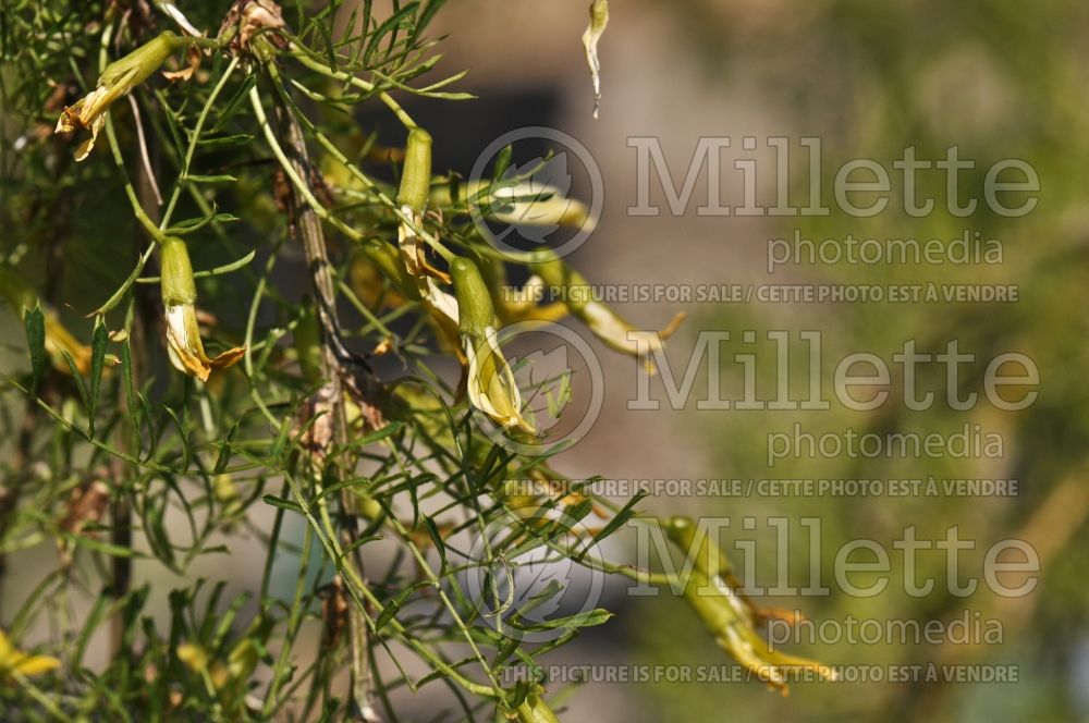 Caragana Walkeri (Weeping Siberian Peashrub) 6