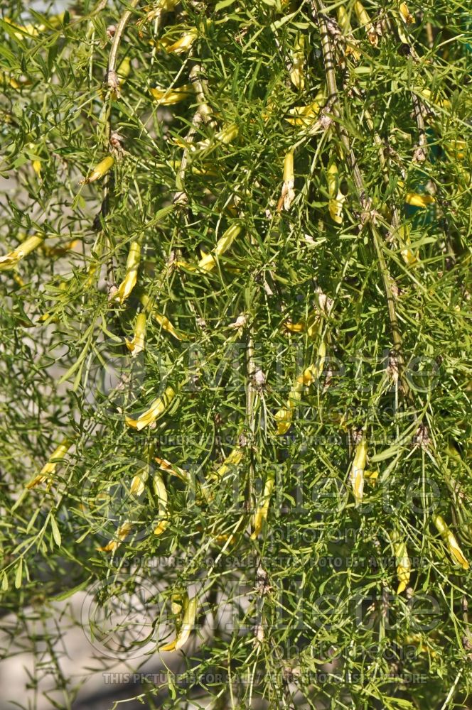 Caragana Walkeri (Weeping Siberian Peashrub) 2 