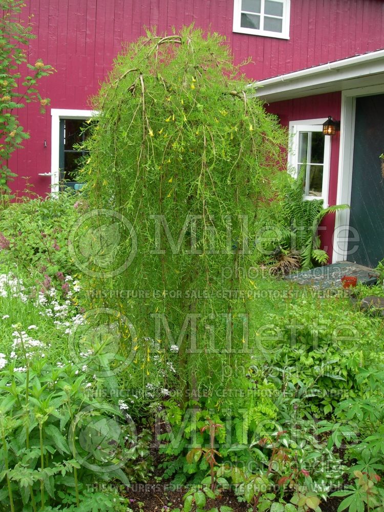 Caragana Walkeri (Weeping Siberian Peashrub) 8