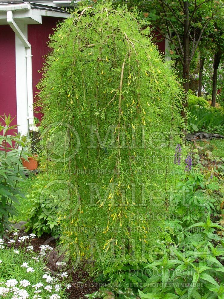 Caragana Walkeri (Weeping Siberian Peashrub) 4