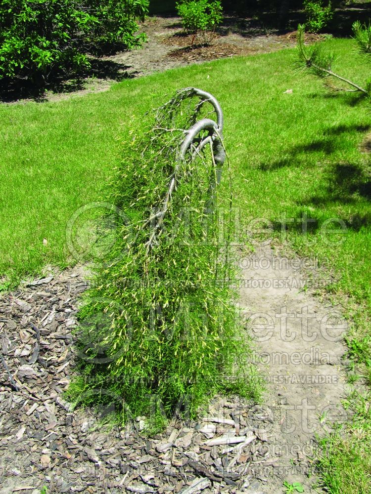 Caragana Walkeri (Weeping Siberian Peashrub) 11