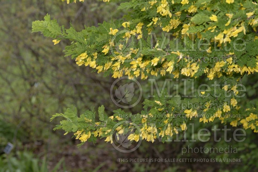 Caragana pygmaea (Peashrub) 8