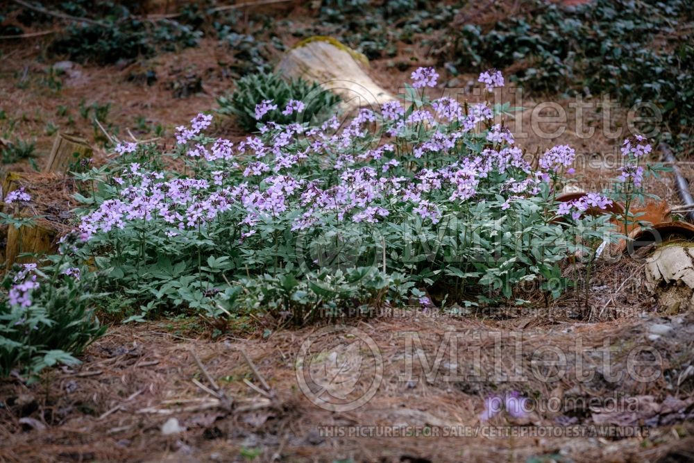 Cardamine quinquefolia (cardamine) 3 