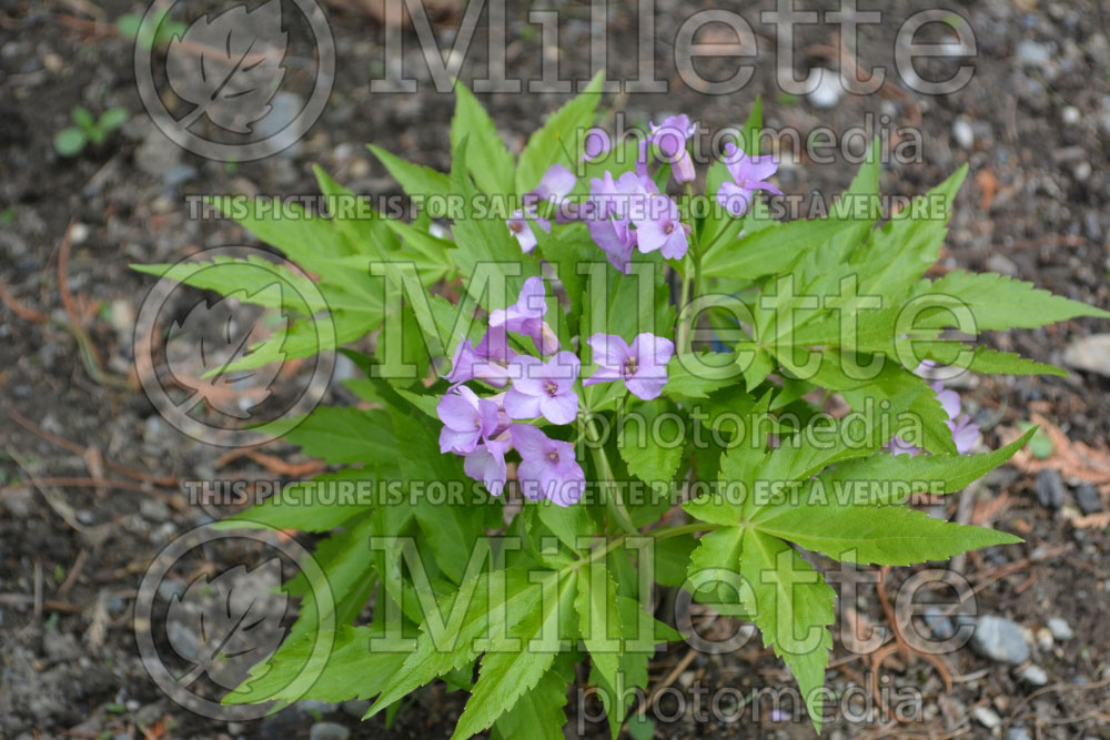 Cardamine pentaphylla (Showy toothwort)  2