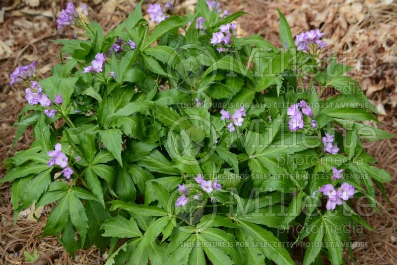 Cardamine pentaphylla (Showy toothwort)  1