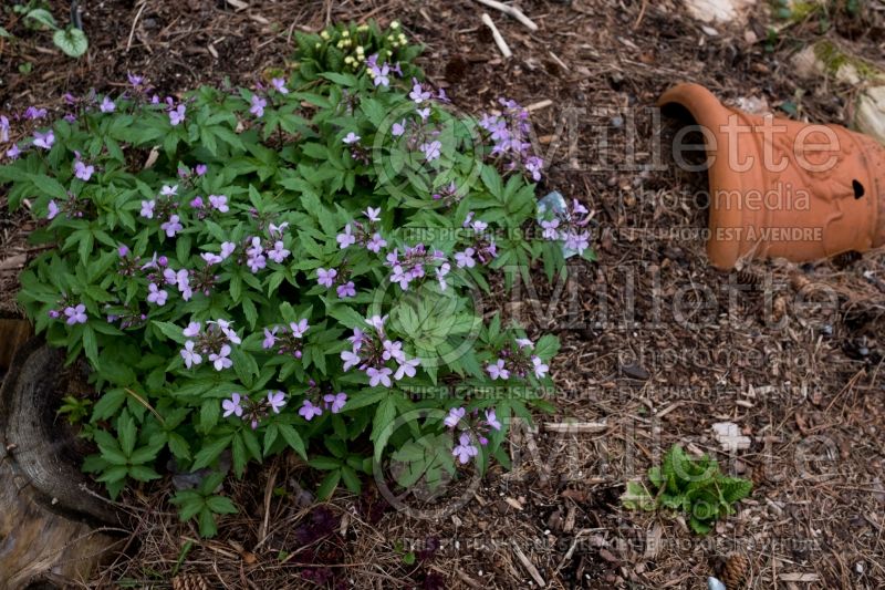 Cardamine quinquefolia (cardamine) 2 