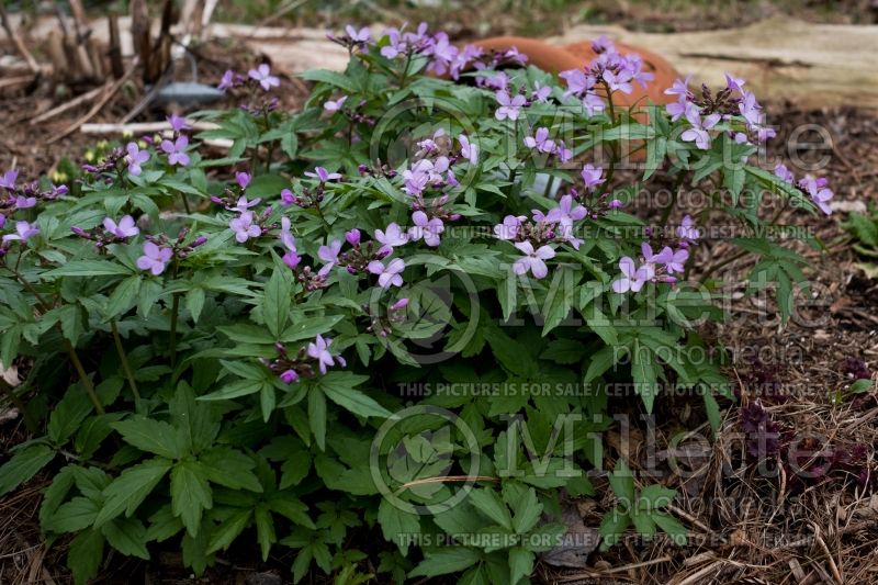 Cardamine quinquefolia (cardamine) 1 