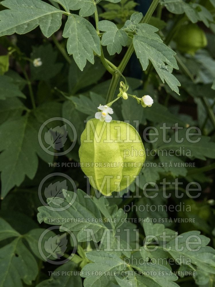 Cardiospermum halicacabum (balloon plant or love in a puff) 3